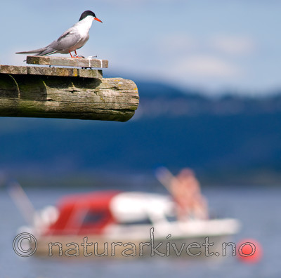 BB 07 0013 / Sterna hirundo / Makrellterne
